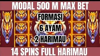 Jp Ayam Bet Max Hari Ini