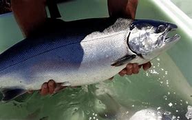 Makanan Salmon Berasal Dari Negara